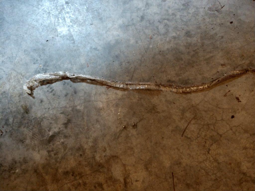 Athens-Clarke snake skin