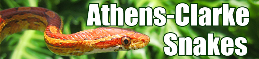 Athens-Clarke snake